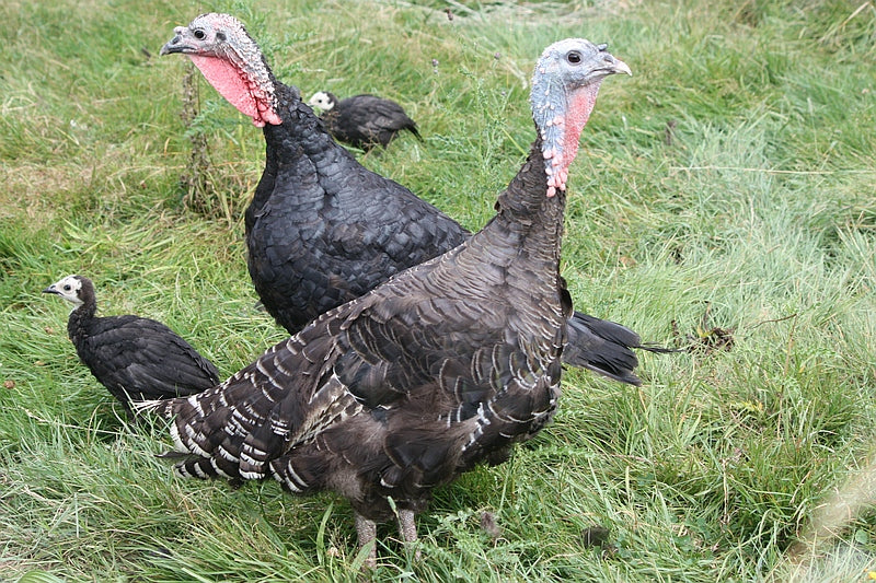 Bank Farm Bronze Turkeys
